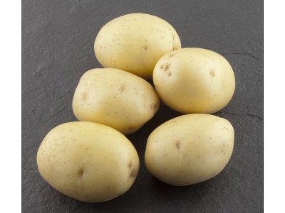 семенной картофель Коломба